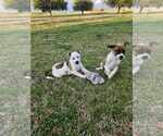 Small Photo #8 Mountain Cur-Unknown Mix Puppy For Sale in Oakhurst, NJ, USA