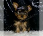 Small #3 Yorkshire Terrier
