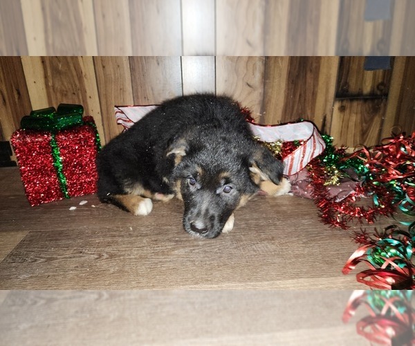 Medium Photo #20 German Shepherd Dog Puppy For Sale in GREENWOOD, WI, USA
