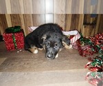 Small Photo #20 German Shepherd Dog Puppy For Sale in GREENWOOD, WI, USA