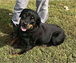 Small #3 Rottweiler