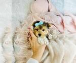 Small #13 Yorkshire Terrier