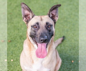 Mutt Dogs for adoption in Hilton Head, SC, USA