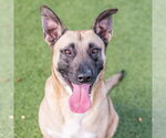 Dave - Male Mutt Dog for Adoption - Small photo