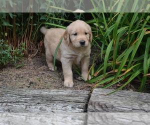 Medium Golden Retriever
