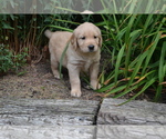 Puppy Roxie Golden Retriever