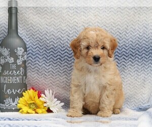 Aussiedoodle-Poodle (Miniature) Mix Puppy for sale in FREDERICKSBG, OH, USA