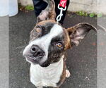 Small #1 Boxer Mix