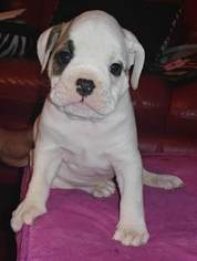 Olde English Bulldogge Puppy for sale in CHARLOTTE, NC, USA
