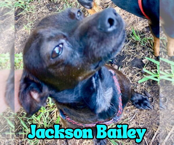 Medium Photo #13 Chiweenie Puppy For Sale in San Antonio, TX, USA