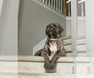 Father of the Cane Corso-Mastiff Mix puppies born on 01/06/2026