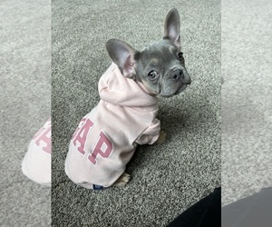 French Bulldog Puppy for sale in WEST SALEM, OH, USA