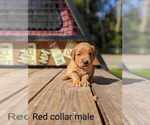Small Photo #21 Golden Retriever Puppy For Sale in RAEFORD, NC, USA