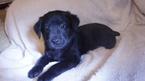 Small Photo #1 Chow Chow-Labrador Retriever Mix Puppy For Sale in LAKEWOOD, OH, USA