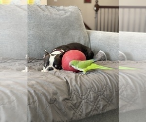 Father of the Boston Terrier puppies born on 07/09/2025