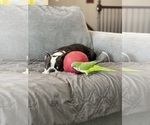 Small Photo #1 Boston Terrier Puppy For Sale in OGDEN, UT, USA