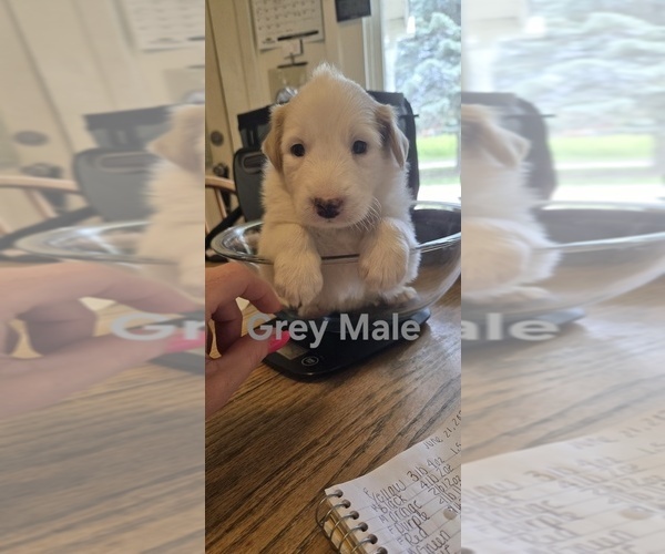 Medium Photo #3 English Shepherd Puppy For Sale in NEW CASTLE, IN, USA