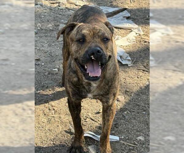 Medium Photo #1 American Pit Bull Terrier-Unknown Mix Puppy For Sale in Bakersfield, CA, USA