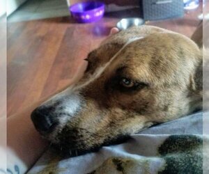 Callie (coming soon) - Female Mutt Dog for Adoption - Photo #4