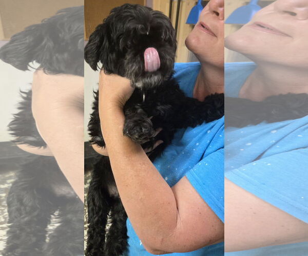 Medium Photo #2 Pekingese-Unknown Mix Puppy For Sale in Jackson, MS, USA