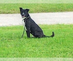 CHANCE - Male American Bulldog-Labrador Retriever Mix Dog for Adoption - Photo #3