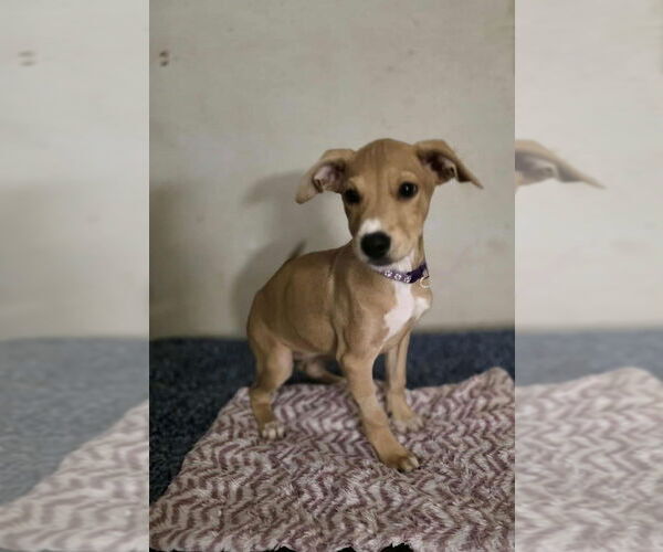 Medium Photo #2 Doberman Pinscher-Labrador Retriever Mix Puppy For Sale in Aurora, IN, USA