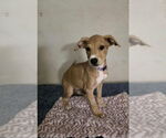 Small #1 Doberman Pinscher-Labrador Retriever Mix
