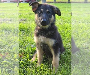 German Shepherd Dog Puppy for sale in WARREN, MA, USA