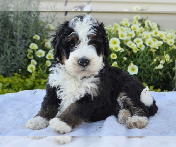 Medium Photo #3 Bernedoodle (Miniature) Puppy For Sale in PARADISE, PA, USA