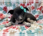 Small Photo #10 Australian Cattle Dog-Border Collie Mix Puppy For Sale in LAKELAND, FL, USA