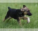 Small #9 Mutt