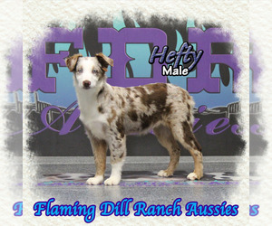 Miniature Australian Shepherd Puppy for sale in FORESTBURG, TX, USA