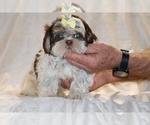 Small #1 Shih Tzu