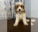 Small #77 Cavapoo-Poodle (Miniature) Mix