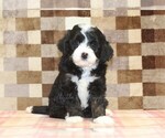 Small #3 Bernedoodle (Miniature)