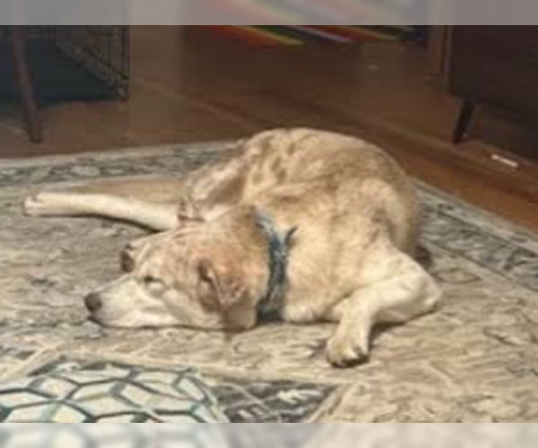 Medium Photo #4 Aussie Siberian Puppy For Sale in Decatur, GA, USA