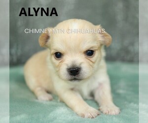 Chihuahua Puppy for sale in MUSKOGEE, OK, USA