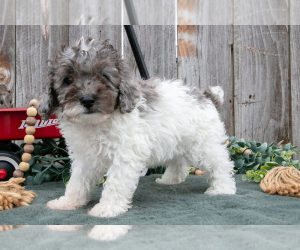 Medium Photo #1 Poodle (Toy) Puppy For Sale in HOWE, IN, USA