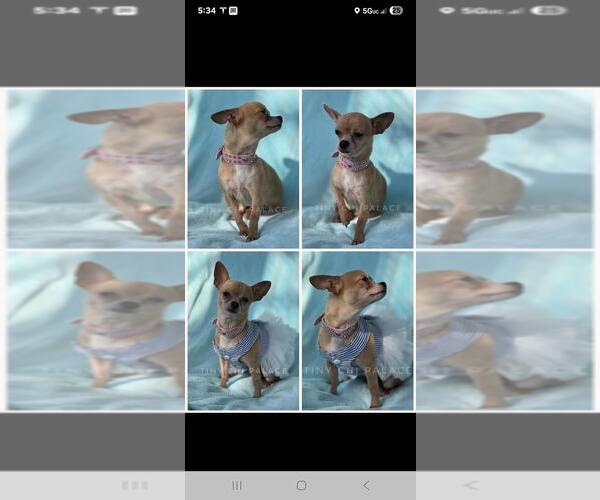 Medium Photo #1 Chihuahua Puppy For Sale in CAPE CORAL, FL, USA