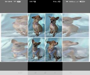 Mother of the Chihuahua puppies born on 09/30/2025