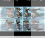 Small Photo #1 Chihuahua Puppy For Sale in CAPE CORAL, FL, USA