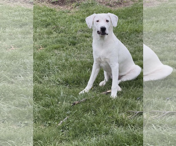 Medium Photo #2 Great Pyrenees-Unknown Mix Puppy For Sale in Germantown, OH, USA