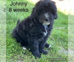 Puppy 5 Old English Sheepdog-Poodle (Toy) Mix