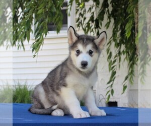 Alaskan Malamute Puppy for sale in GAP, PA, USA