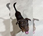 Small #6 Mutt