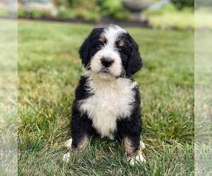 Bernedoodle Puppy for sale in CONESTOGA, PA, USA