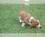 Small Photo #35 Basset Hound Puppy For Sale in MEMPHIS, MO, USA