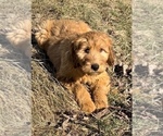 Small Photo #4 Goldendoodle (Miniature) Puppy For Sale in EDWARDSBURG, MI, USA