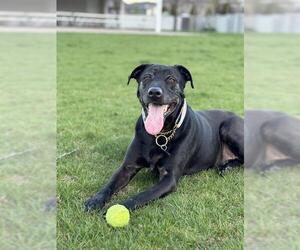 Labrador Retriever Dogs for adoption in Fruit Heights, UT, USA