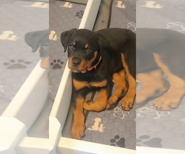 Medium Photo #3 Rottweiler Puppy For Sale in O FALLON, MO, USA